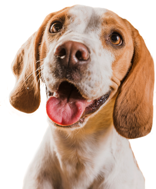 Best Dog Kennel in Madurai | Dog Pet Shop | Dog Hostel